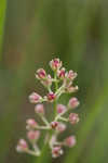 Coastal false asphodel